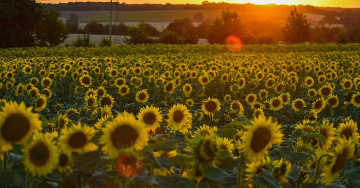 Sunflower field bathed in golden hour light